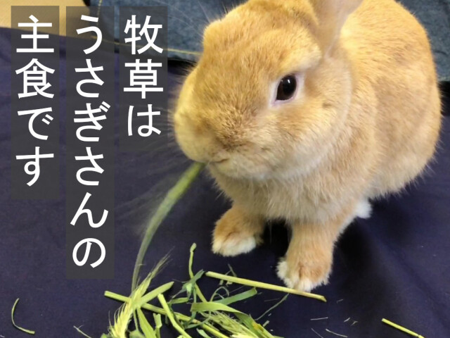 茎が多いライムギ牧草