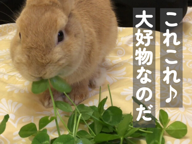 うさぎが食べるクローバー 生野草