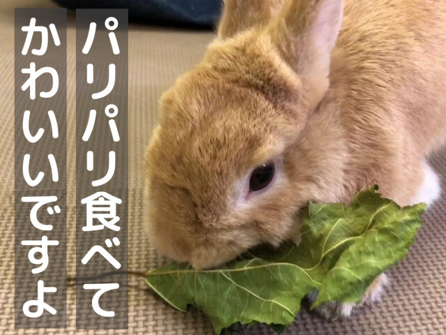 乾燥桑の葉