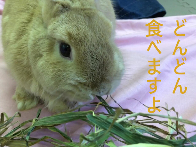 うさぎ畑 まるごと乾燥オーツヘイ うさぎ用牧草