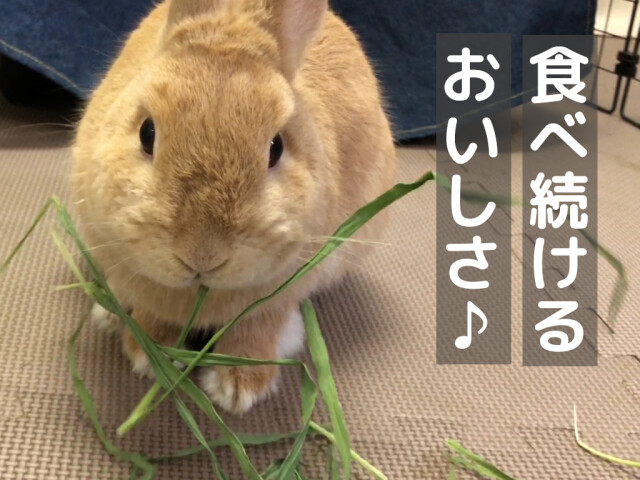 大麦若葉