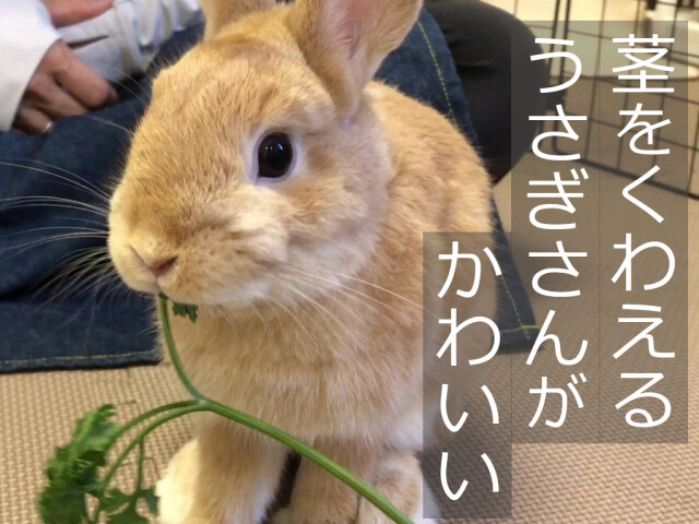 パラマウントパセリ