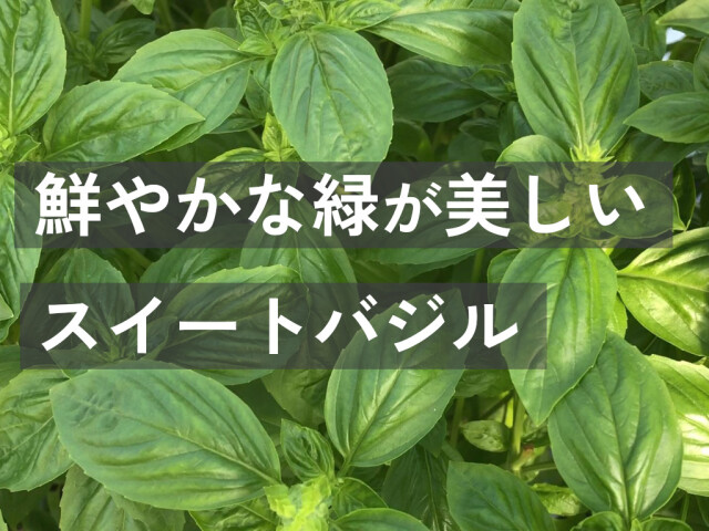 うさぎ用 生スイートバジル 新鮮ハーブ