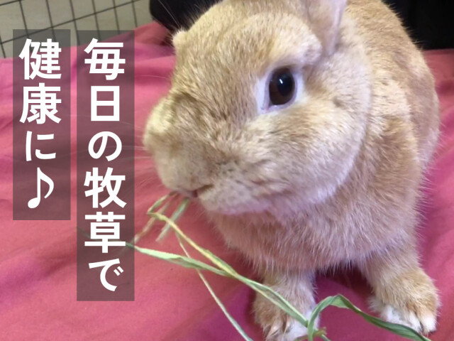 スーダングラス