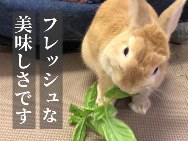 スイートバジル 生葉 うさぎのおやつ