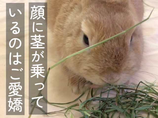 うさぎ用 たっぷりファイバー乾燥イタリアンライグラス