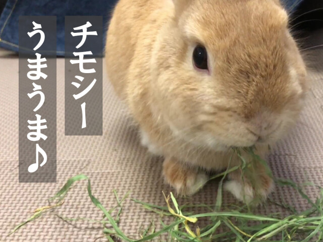 チモシー１番刈り