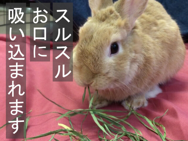 茶葉多いウィートヘイ