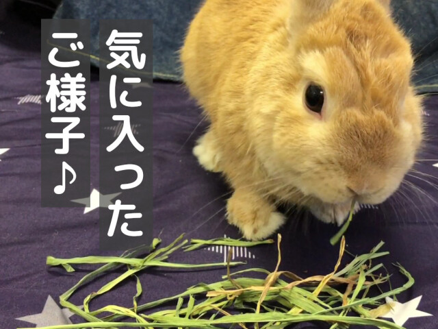 茶葉多い大麦若葉