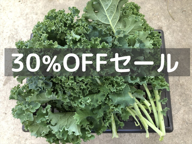 緑カリーノケールヴェルデ