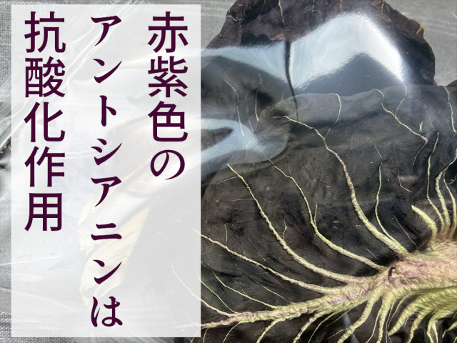 乾燥プレコーチェ