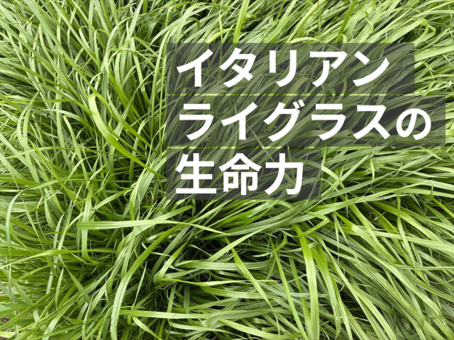 リーフイタリアンライグラス200g｜やわらか葉のプレミアム牧草｜うさぎ畑