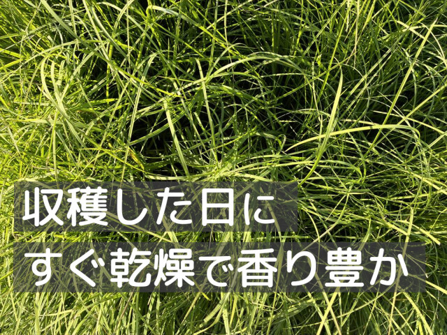 クセが少ないバヒアグラス牧草