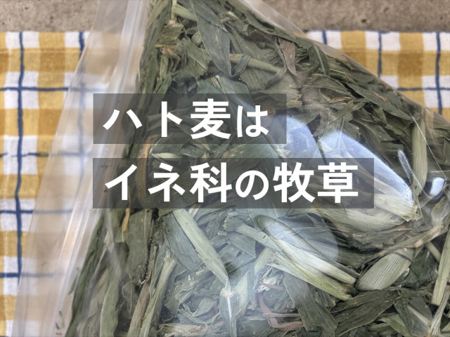 牧草ハト麦