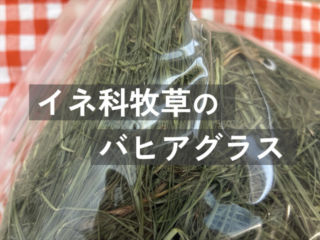 クセが少ないバヒアグラス牧草