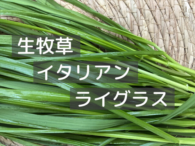 生イタリアンライグラス