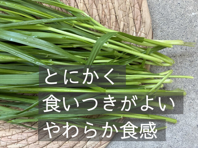 生イタリアンライグラス