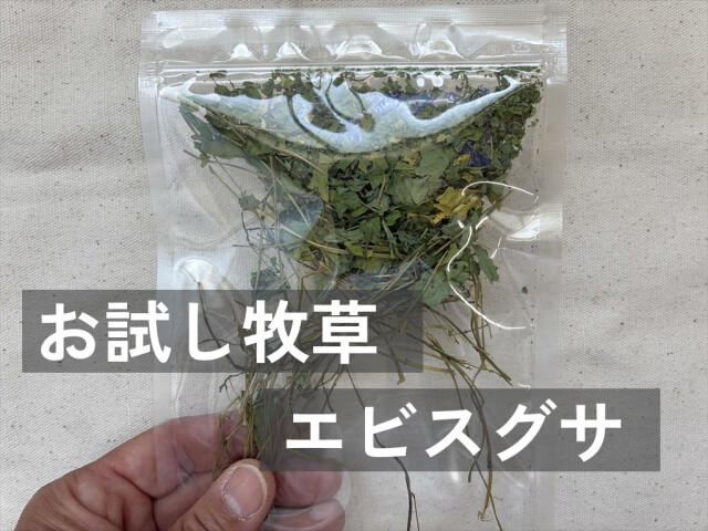うさぎが食べるエビスグサ牧草