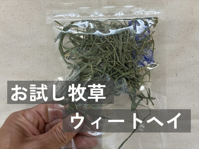 うさぎ畑 お試し牧草