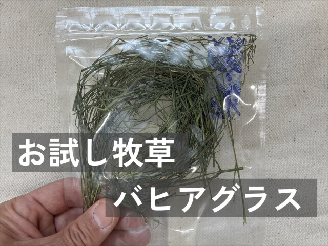 うさぎが食べるバヒアグラス牧草