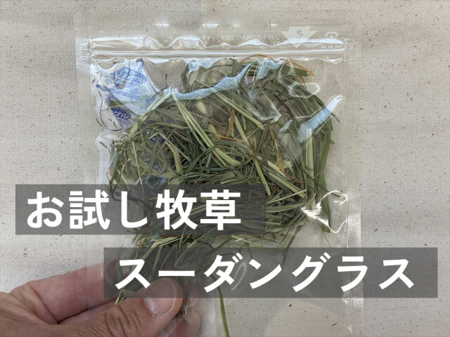 うさぎが食べるスーダングラス牧草