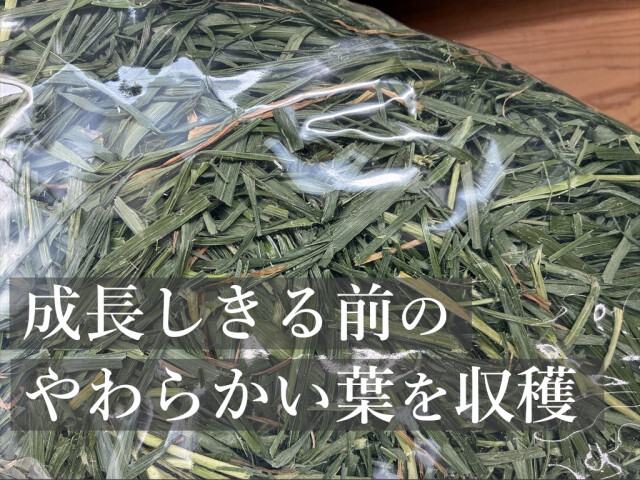 リーフイタリアンライグラス