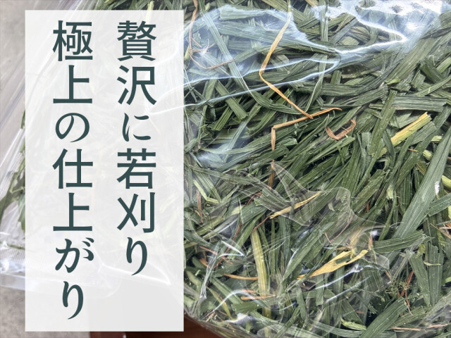 リーフイタリアンライグラス200g｜やわらか葉のプレミアム牧草｜うさぎ畑