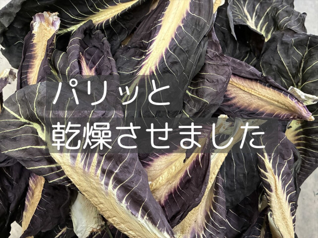 乾燥プレコーチェ