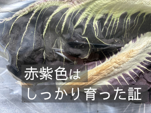乾燥プレコーチェ