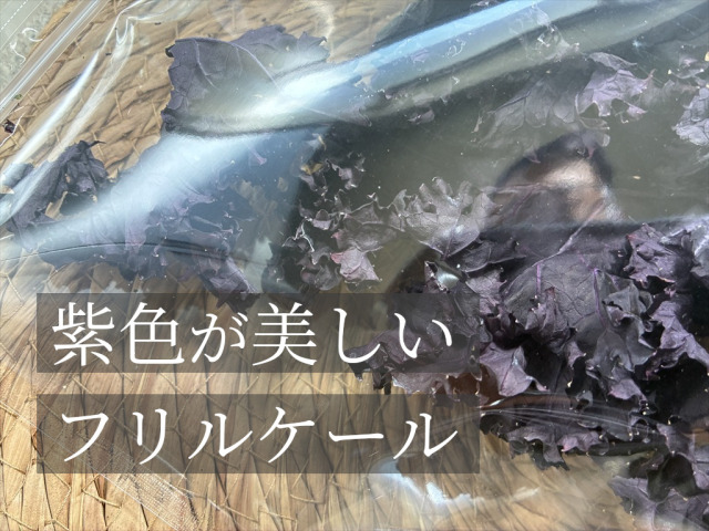 パリパリ食感の乾燥紫ケール