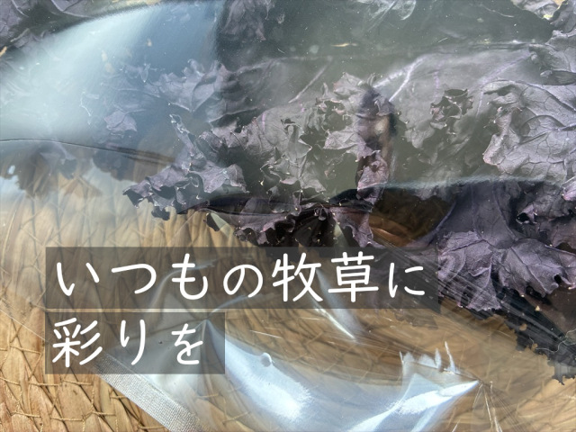 うさぎ用乾燥紫カリーノケールロッソ