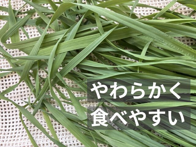 うさぎ用生チモシー 生牧草