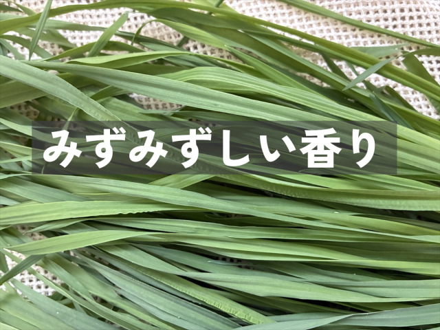 うさぎ用生チモシー 生牧草