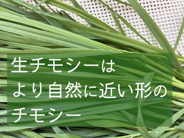 うさぎ用 生チモシー（生牧草）｜牧草を食べない子にもおすすめ｜うさぎ畑