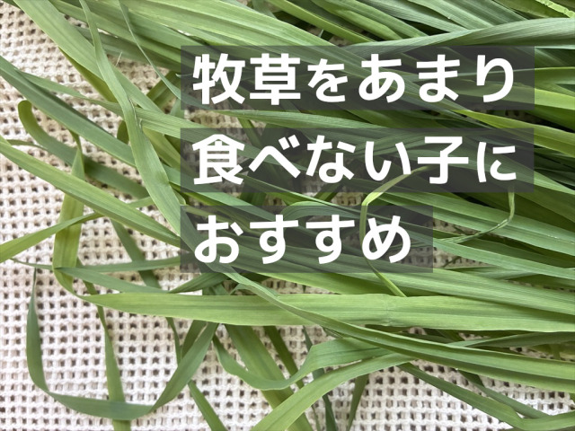 うさぎ用 生チモシー（生牧草）｜牧草を食べない子にもおすすめ｜うさぎ畑