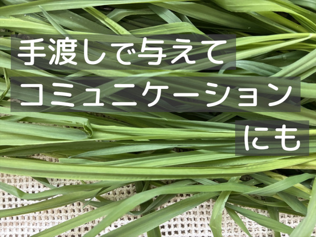 うさぎ用生チモシー 生牧草