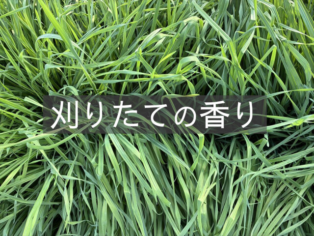うさぎ用 生チモシー（生牧草）｜牧草を食べない子にもおすすめ｜うさぎ畑