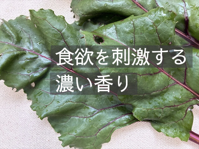 新鮮なビーツの葉 収穫直後