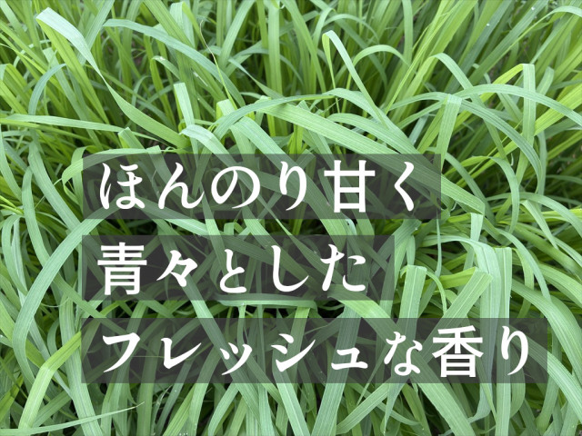 やわらかい牧草 生牧草 うさぎ用