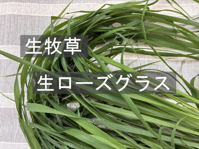 やわらかい牧草 生牧草 うさぎ用