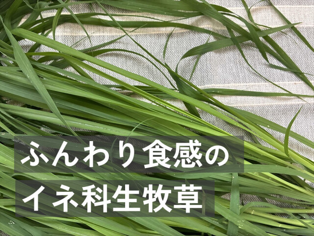 うさぎ 食欲不振 対策 牧草