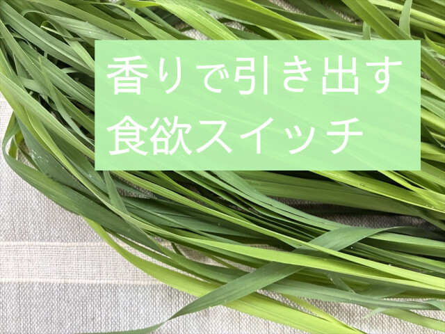 うさぎ 食欲不振 対策 牧草