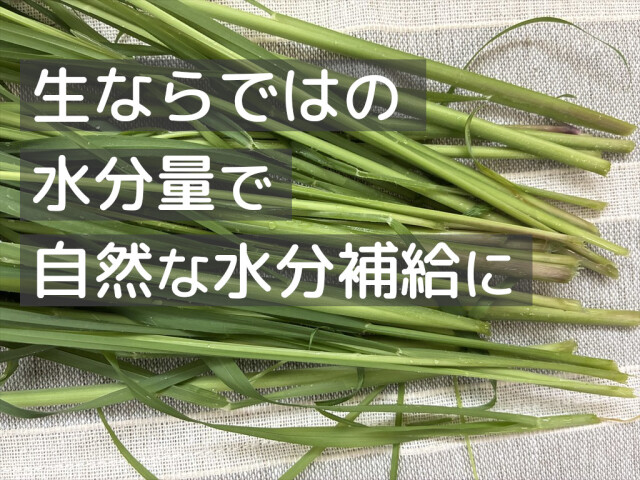 生ローズグラス 新鮮 うさぎ用牧草