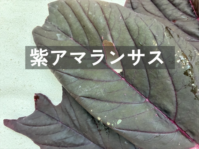 うさぎ用紫アマランサス