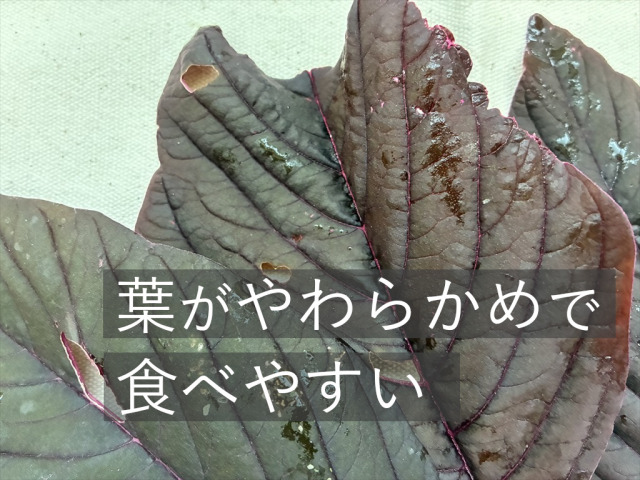 赤紫色の紫アマランサス