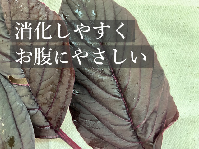 うさぎ用の栄養豊富な葉野菜