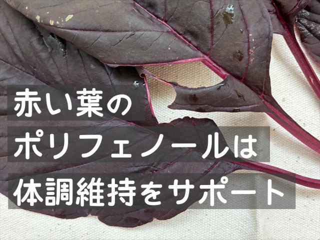 食欲サポート用の紫アマランサス