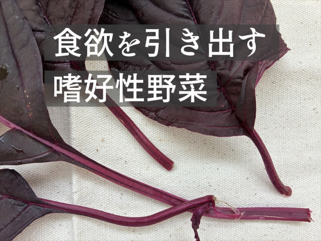 新鮮な紫アマランサスの葉