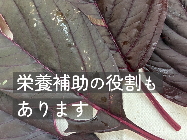 うさぎのおやつ用紫アマランサス