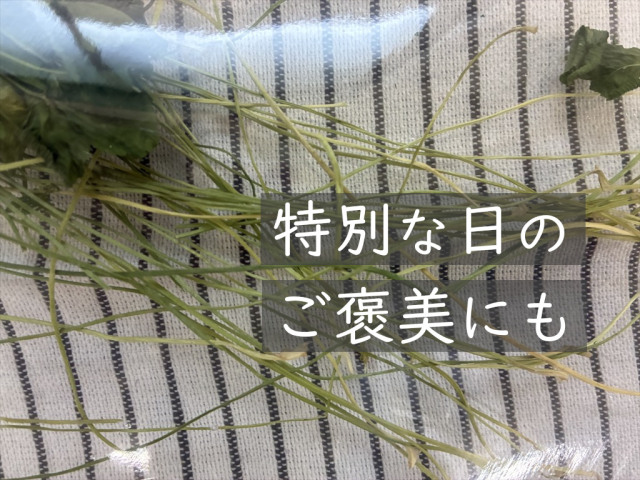香り豊かな乾燥クローバーを食べるうさぎ